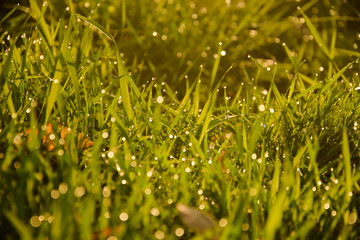 Morning dew on the grass 2