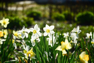 Spring daffodils in the sun