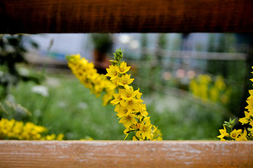 Loosestrife the fence