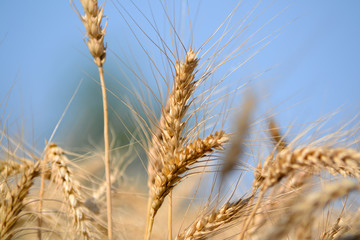 Solar wheat field  2
