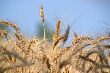 Solar wheat field 