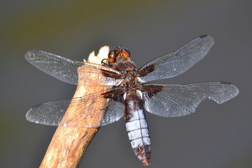 Dragonfly close-up on a branch