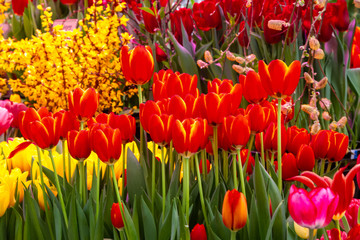 Fototapeta premium Decorative flowers in a greenhouse