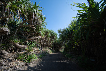 島の道