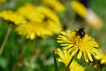 Bee on a dandelion