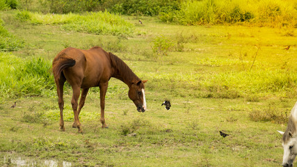 Naklejka na ściany i meble Red horses eat grass on the side of the bird.