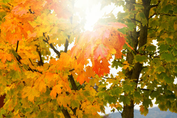 Colorful green, yellow and red autumn tree leaves changing seasonal colors on a sunny day