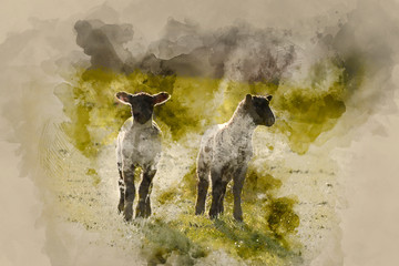 Beauitful landscape image of newborn Spring lambs and sheep in fields during late evening light © veneratio