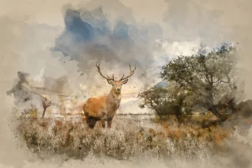 Abwaschbare Fototapete Hirsch Mächtiger Rotwild-Hirsch in der Landschaftslandschaft mit Blick auf das Konzeptbild der Fernbetrachtung
