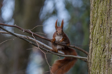 A BEAUTIFUL RED SQUIRREL - Small clever red animal in a spring city park