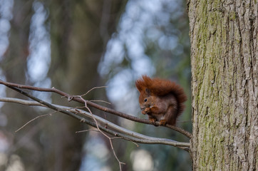 A BEAUTIFUL RED SQUIRREL - Small clever red animal in a spring city park