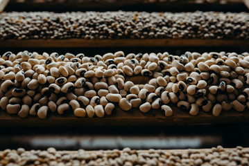 Edible seed mix with lentils and beans. Seed mixture for healthy nutrition 
