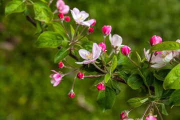 Obraz premium Branch of apple trees