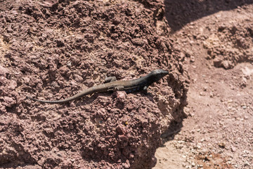 Lizard on the rocks, Gallotia Galloti - Tenerife