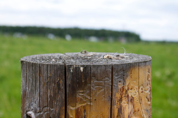 Naklejka na ściany i meble The stump of a tree in the field
