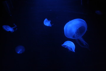 Méduses bleues 