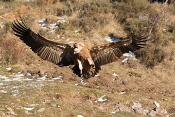 Ein Gänsegeier setzt mit ausgebreiteten Flügeln zur Landung an