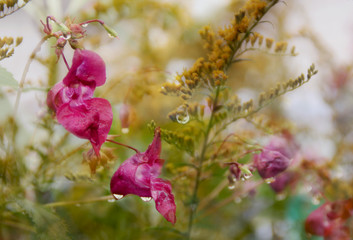 Pink flowers after rain