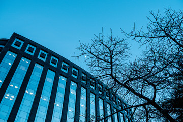 Modern office building with tree branches framing it and cool tones, business concept