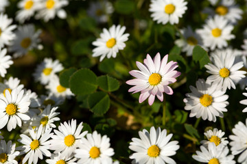Close-up of common daisy (Bellis perennis) blooming in a meadow in spring, Izmir / Turkey