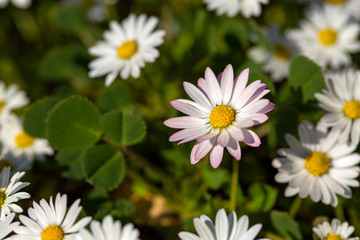 Close-up of common daisy (Bellis perennis) blooming in a meadow in spring, Izmir / Turkey
