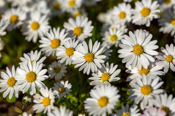 Close-up of common daisy (Bellis perennis) blooming in a meadow in spring, Izmir / Turkey