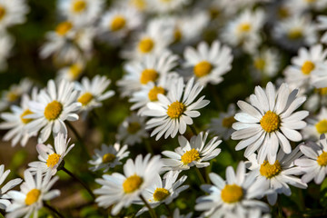 Close-up of common daisy (Bellis perennis) blooming in a meadow in spring, Izmir / Turkey