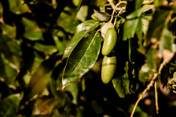 Obraz premium Avocados cuke seedless, Persea americana, on the tree, before they are ripe and ready for harvesting.