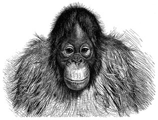 Orangutan (Pithecus Satyrus) - Vintage illustration from Meyers Konversations-Lexikon 1897 © Hein Nouwens