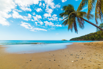 Palm trees and golden sand in La Perle beach in Guadeloupe