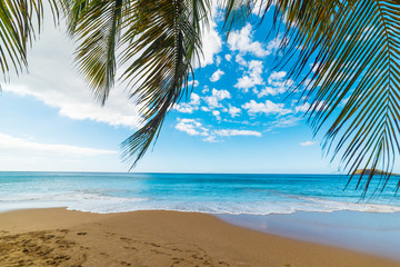 Palm branches by the sea in La Perle beach in Guadeloupe
