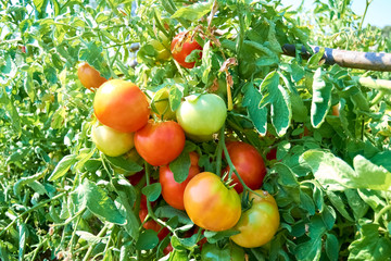 tomatoes in the bush