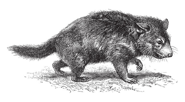 Tasmanian devil (Diabolus ursinus) / vintage illustration from Meyers Konversations-Lexikon 1897