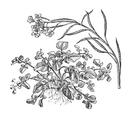 Watercress (Nasturtium officinale) - vegetable / vintage illustration from Meyers Konversations-Lexikon 1897