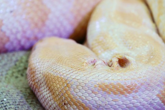 Albino python snake skin texture background close up
