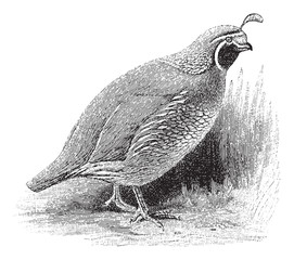 Fototapeta premium Quail (Lophortyx californicus) / vintage illustration from Meyers Konversations-Lexikon 1897