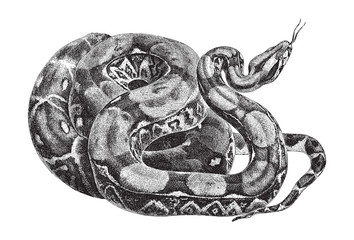 Boa constrictor (Boa constrictor) / vintage illustration from Meyers Konversations-Lexikon 1897