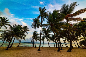 Palm trees by the sea in Bois Jolan beach at sunset