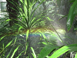 Rainbow palm trees in a greenhouse
