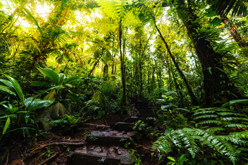 Fototapeta premium Stone steps in the Basse Terre jungle in Guadeloupe