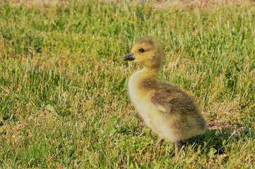Small yellow canadian goose chic standing in the green grass. Closeup view.