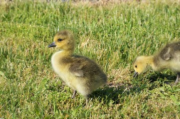 2 yellow canadian goose chicks in the grass. First is standing and looking to the camera and second...