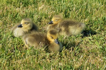 Three canadian goose chicks with closed eyes sit in the grass and sunbathe