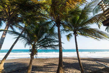 Dark sand and coconut palm trees in Grande Anse beach in Guadeloupe