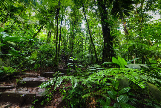 Green luxuriant vegetation in Basse Terre jungle in Guadeloupe