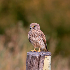 Turmfalke