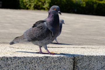 rock dove