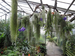 A tropical garden in a greenhouse