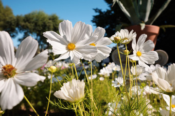 Cosmea, or Cosmos (lat. Cósmos) is a genus of annual and perennial herbaceous plants of the Aster family, or Compositae (Asteraceae).