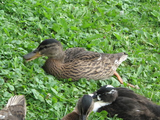 Fototapeta premium duck on the grass